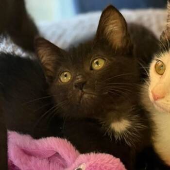 Rescue Domestic Long Hair Cats for Adoption in Garfield, Arkansas - Wasabi | PetCurious