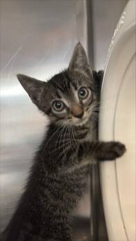 MATEO -  Domestic Short Hair Cat for Adoption in Sugar Land, Texas - MATEO | PetCurious