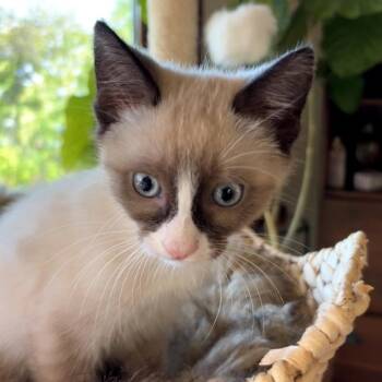 Domestic Short Hair Cats Available for Adoption - Bagel | PetCurious