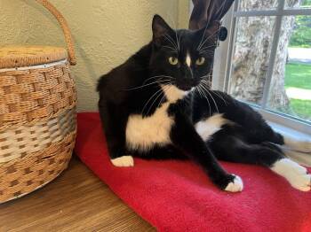 Domestic Short Hair Cats Available for Adoption in Kansas City, Missouri - Dude | PetCurious