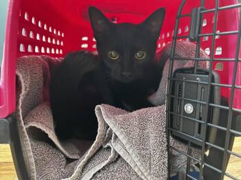 Domestic Short Hair Cats Available for Adoption in Evanston, Illinois - Pepsi | PetCurious