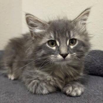 Dakota -  Domestic Long Hair Cat for Adoption in Yankton, South Dakota - Dakota | PetCurious