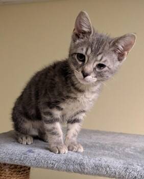 Kyle -  Domestic Short Hair Cat for Adoption in Millcreek, Utah - Kyle | PetCurious