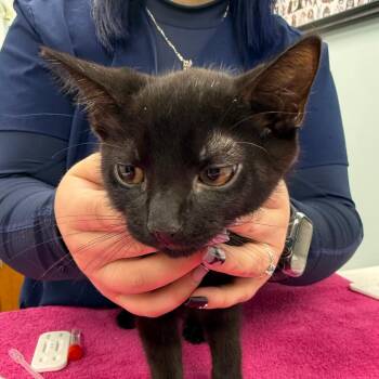 Milo -  Domestic Short Hair Cat for Adoption in Buffalo, New York - Milo | PetCurious