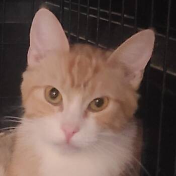 Domestic Short Hair Cats Available for Adoption in Hemet, California - Rusty | PetCurious