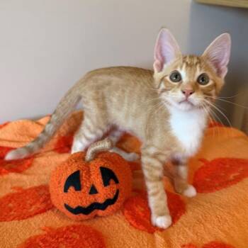 Frye -  Domestic Short Hair Cat for Adoption in Rochester, Minnesota - Frye | PetCurious