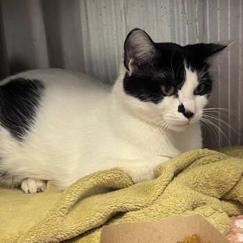 Domestic Short Hair Cats Available for Adoption in Chicago, Illinois - Artemis | PetCurious