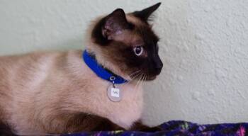 Tao -  Siamese Cat Available for Adoption in Hot Springs, Arkansas - Tao | PetCurious