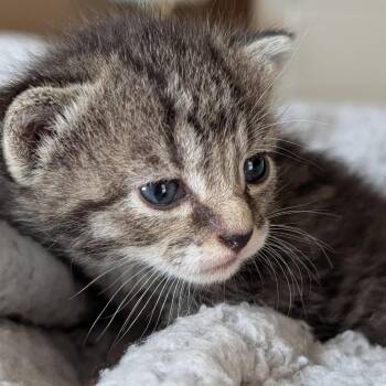 Nangi -  Domestic Short Hair Cat for Adoption in Wadena, Minnesota - Nangi | PetCurious