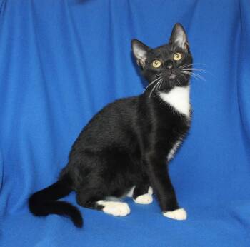 Bond - 44063 -  Domestic Short Hair Cat for Adoption in Prattville, Alabama - Bond - 44063 | PetCurious