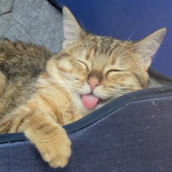 Rescue Domestic Short Hair Cats for Adoption in Los Angeles, California - Bananas | PetCurious