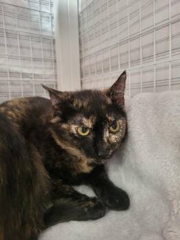 Juno -  Domestic Short Hair Cat Available for Adoption in Diamond Springs, California - Juno | PetCurious