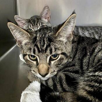 Max -  Domestic Short Hair Cat for Adoption in Goleta, California - Max | PetCurious