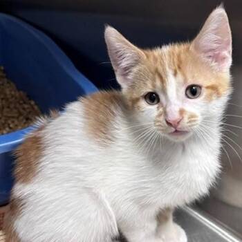 Grasshopper -  Domestic Short Hair Cat for Adoption in Allegan, Michigan - Grasshopper | PetCurious