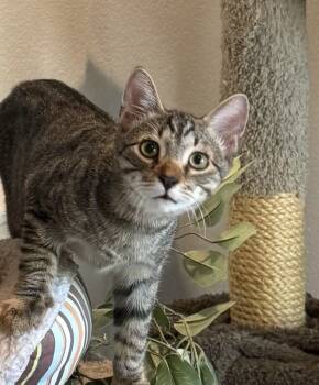 Rescue Tabby and Domestic Short Hair Cats for Adoption in Dallas, Texas - Atlas | PetCurious