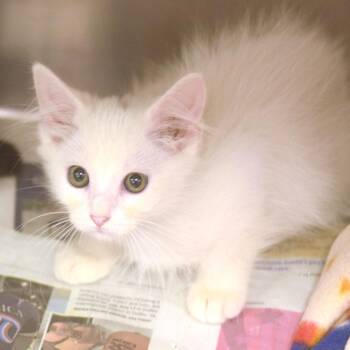 Lillith -  Domestic Medium Hair Cat for Adoption in Belleville, Illinois - Lillith | PetCurious