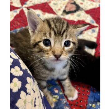 Domestic Short Hair Cats Available for Adoption in Austin, Texas - Kismet 3 | PetCurious