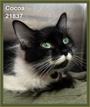 COCOA (see also CREAM) -  Domestic Medium Hair Cat for Adoption in Marietta, Georgia - COCOA (see Also CREAM) | PetCurious
