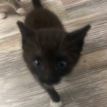 Jada -  Domestic Short Hair Cat for Adoption - Jada | PetCurious