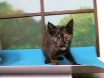 Domestic Short Hair Cats Available for Adoption in Houston, Texas - TORIE | PetCurious