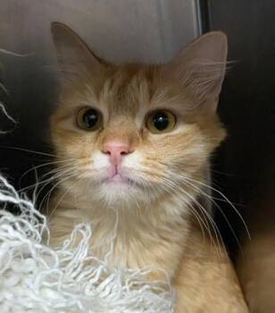 Domestic Long Hair and Domestic Short Hair Cats Available for Adoption in Conway, South Carolina - Coral | PetCurious