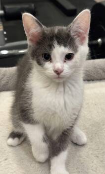 Bonnethead -  Domestic Short Hair Cat for Adoption in Martinsville, Indiana - Bonnethead | PetCurious
