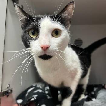 Louise -  Domestic Short Hair Cat for Adoption in Waynesville, North Carolina - Louise | PetCurious