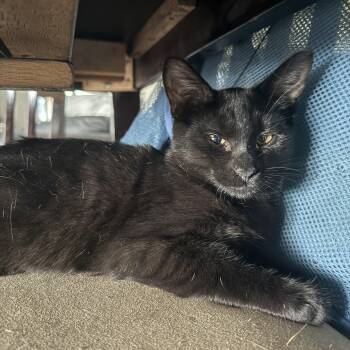 Piper -  Domestic Short Hair Cat for Adoption in Hammond, Indiana - Piper | PetCurious