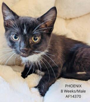 Domestic Short Hair Cats Available for Adoption - Phoenix | PetCurious