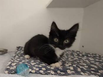 CLEO -  Domestic Short Hair Cat for Adoption in Kent, Washington - CLEO | PetCurious