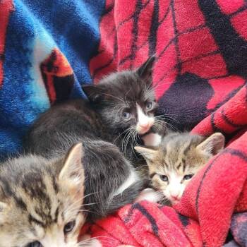 Oreo -  Domestic Short Hair Cat for Adoption in Rochester, Minnesota - Oreo | PetCurious