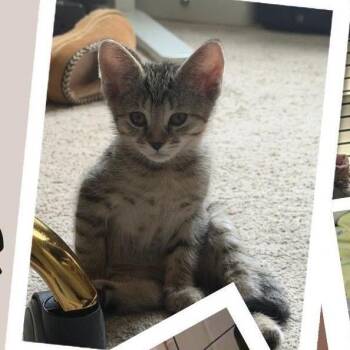 Twinkle -  Domestic Short Hair Cat for Adoption in Orangevale, California - Twinkle | PetCurious