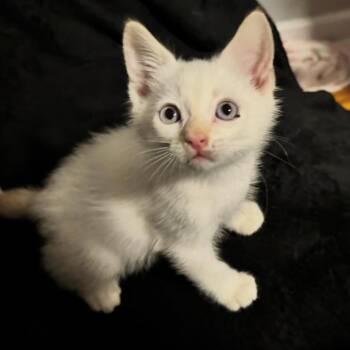 Bao Bun -  Domestic Short Hair Cat for Adoption in Orlando, Florida - Bao Bun | PetCurious