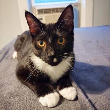 Rescue Domestic Short Hair Cats for Adoption in Buffalo, New York - Chive | PetCurious