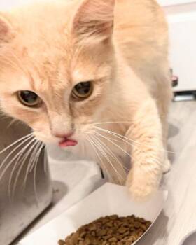Domestic Medium Hair Cats Available for Adoption in New Braunfels, Texas - Butterscotch | PetCurious