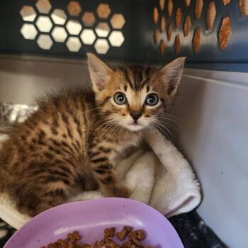 Bryce -  Domestic Short Hair Cat for Adoption in Evensville, Tennessee - Bryce | PetCurious