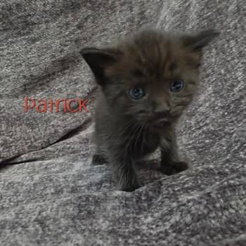 Patrick -  Domestic Medium Hair Cat for Adoption in Parkersburg, West Virginia - Patrick | PetCurious