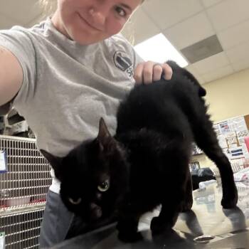 Gamora -  Domestic Short Hair Cat for Adoption in Titusville, Florida - Gamora | PetCurious