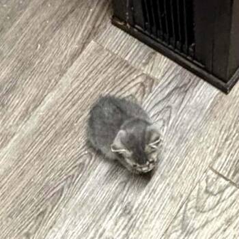 Domestic Short Hair Cats Available for Adoption - Graycie | PetCurious