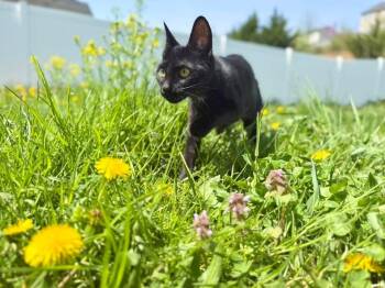 Domestic Short Hair Cats Available for Adoption in Manchester, Maryland - Tinsel | PetCurious