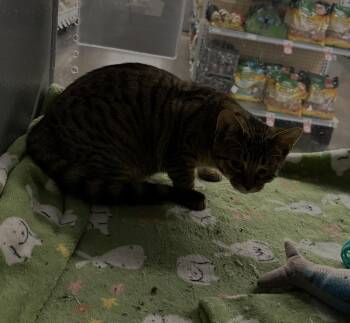 Rescue Domestic Short Hair Cats for Adoption in Zimmerman, Minnesota - Sage | PetCurious