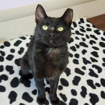 Brenda -  Domestic Short Hair Cat for Adoption in Marshfield, Wisconsin - Brenda | PetCurious
