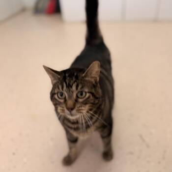 Domestic Short Hair Cats Available for Adoption - Peanut | PetCurious