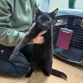 Domestic Short Hair Cats Available for Adoption - Azriel | PetCurious