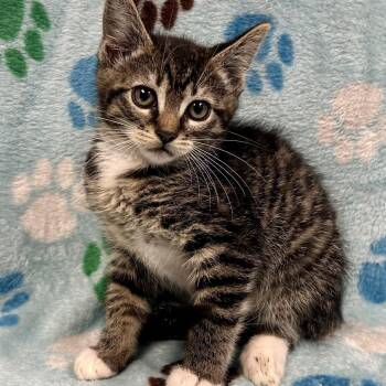 Rita Repulsa -  Domestic Short Hair Cat Available for Adoption in Saint Joseph, Missouri - Rita Repulsa | PetCurious