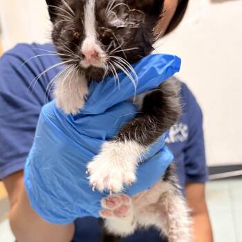 Macaron -  Domestic Short Hair Cat for Adoption in Philadelphia, Pennsylvania - Macaron | PetCurious