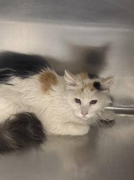 RAISINETTE -  Domestic Medium Hair Cat for Adoption in Las Vegas, Nevada - RAISINETTE | PetCurious