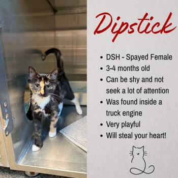 Dipstick -  Domestic Short Hair Cat for Adoption in Junction City, Kansas - Dipstick | PetCurious