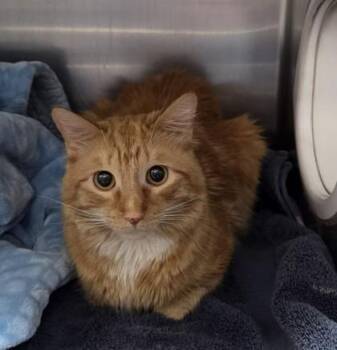 Domestic Short Hair Cats Available for Adoption - Sparky | PetCurious