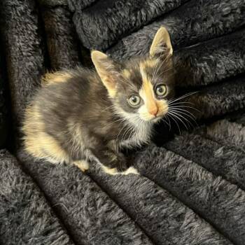 Dilute Calico and Domestic Medium Hair Cats Available for Adoption in Glocester, Rhode Island - Taylor | PetCurious